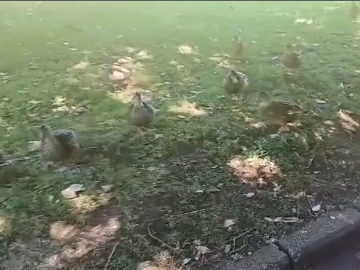 奥克兰中央公园