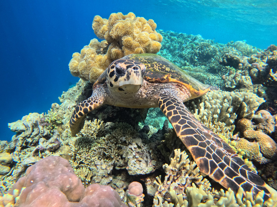 Menjangan Trip Snorkeling & Diving-Pejarakan必去景点