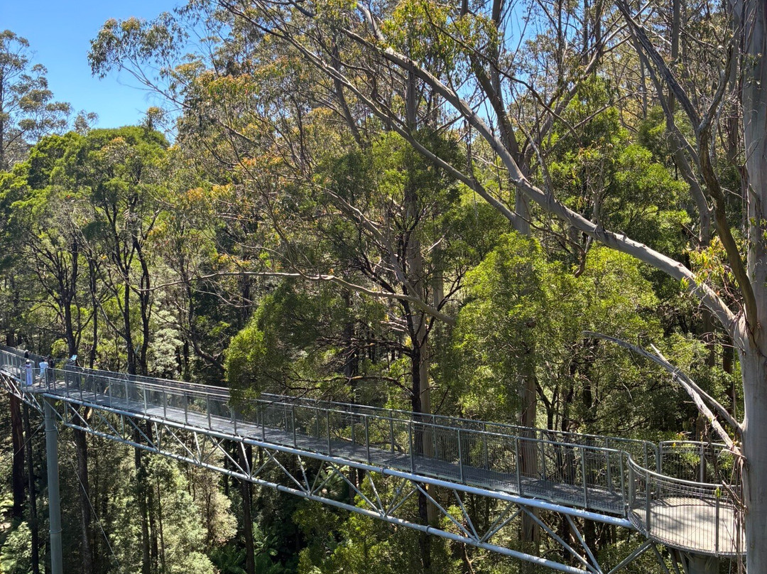 奥特威树顶探险之旅-Weeaproinah必去景点