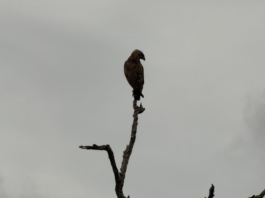 Royal Safaris-库马堤港必去景点