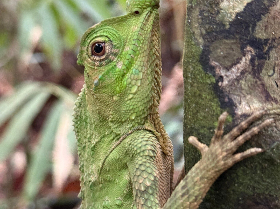 See Sri Lanka Tours-康提必去景点