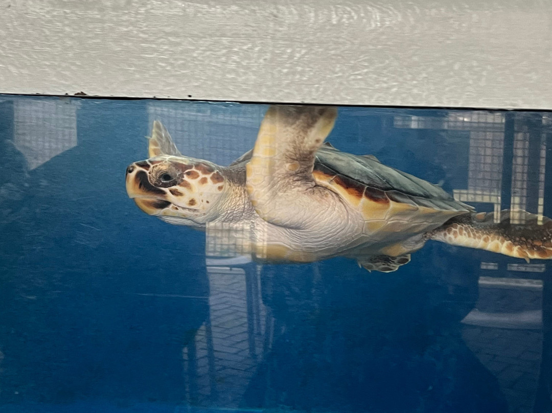 Tybee Island Marine Science Center-泰碧岛必去景点