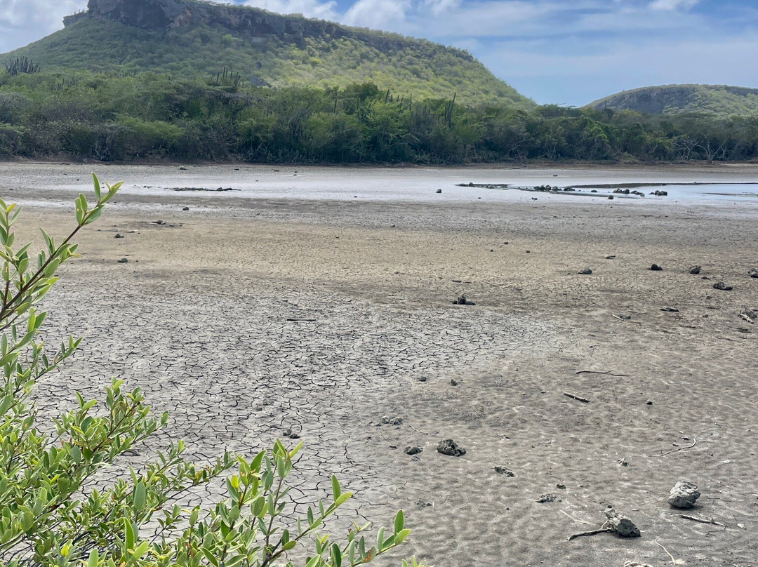Flamingo Sanctuary Sint Willibrordus-Sint Willibrordus必去景点