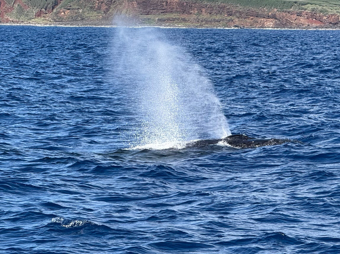 Blue Dolphin Charters-埃里埃利必去景点