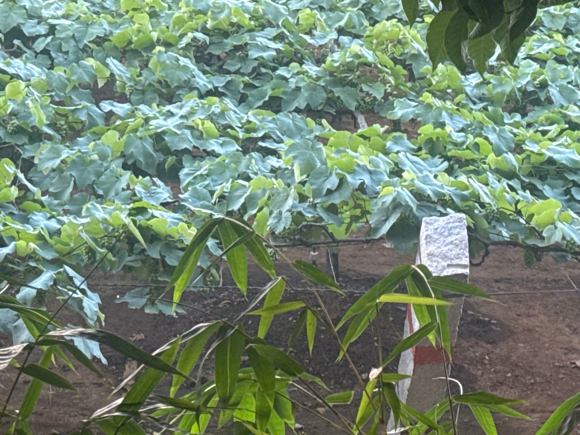 Ramada by Wyndham Bengaluru Yelahanka-酒店景观