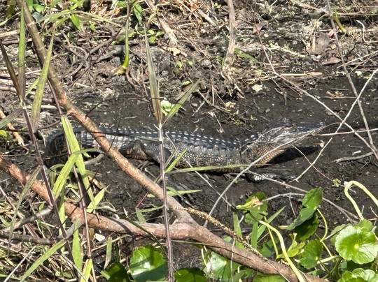 St. John's River Eco Tours, LLC-DeBary必去景点