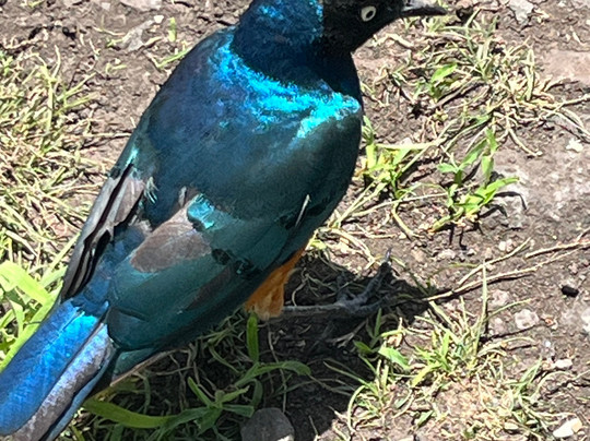 Savannah Explorers Limited-阿鲁沙必去景点