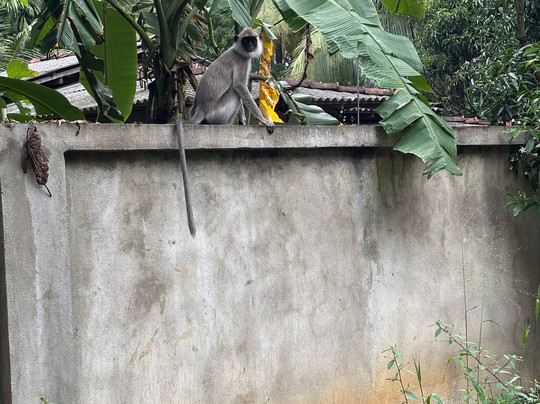 Kottawatta River Bank Resort主图