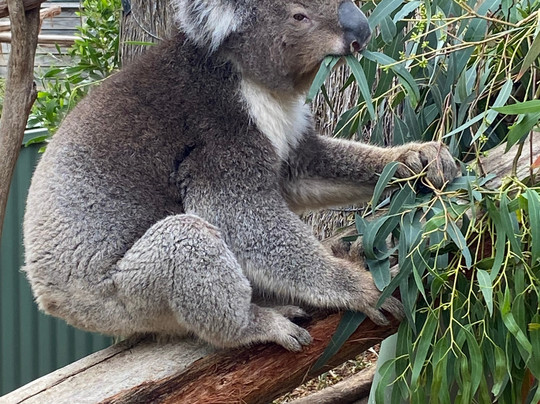 Ballarat Wildlife Park-巴拉瑞特必去景点