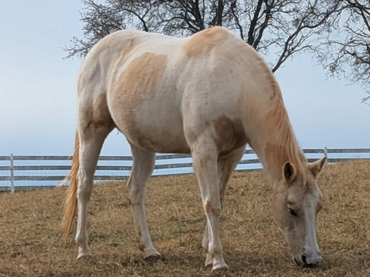 Georgia - Vich Farm-达拉斯必去景点