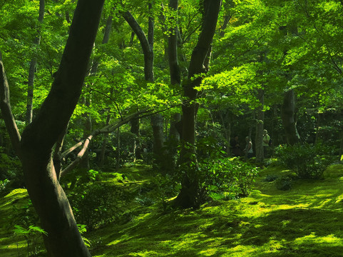 Gioji Temple-野洲市必去景点