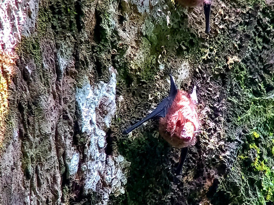 Corcovado National Park-Carate必去景点