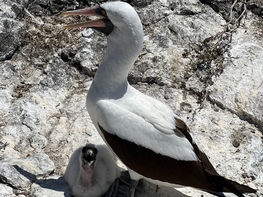 Galapagos by Local Guides-圣克鲁斯必去景点