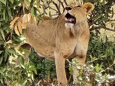 Katuta Kenya Safaris-蒙巴萨必去景点