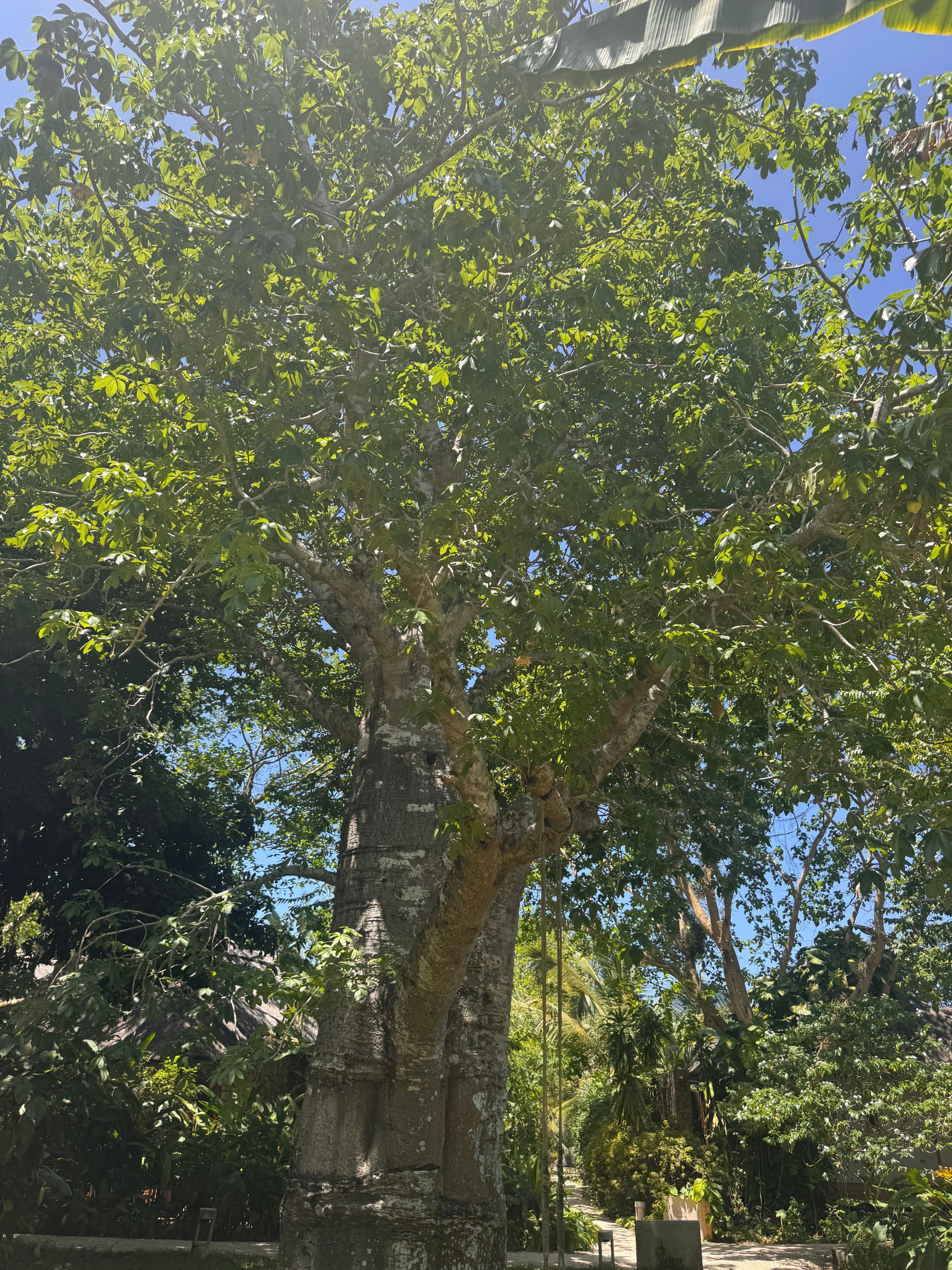 Zuri Zanzibar-官方