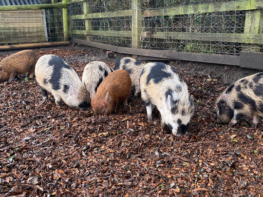 Kew Little Pigs Farm Ltd-Amersham必去景点