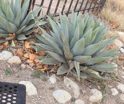 J. Kenneth Smith Bird Sanctuary & Nature Center-罗斯威尔必去景点