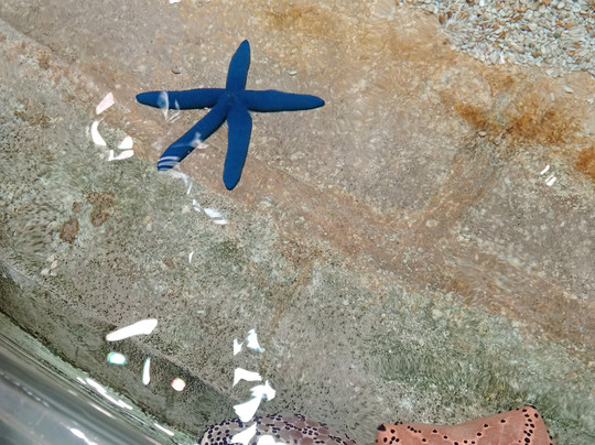 SeaWorld Yas Island Abu Dhabi-阿布扎比必去景点