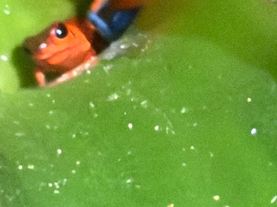 Alejandro Chaves Viquez Tour Guide-圣何塞必去景点