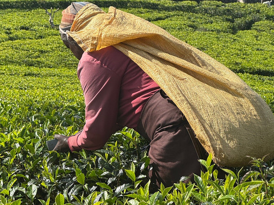 Aloka Sanna Travel Agency-Aluthgama必去景点