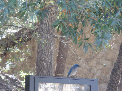 Chiricahua National Monument-Willcox必去景点