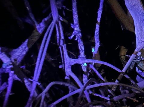 BioIsland-Cabezas必去景点