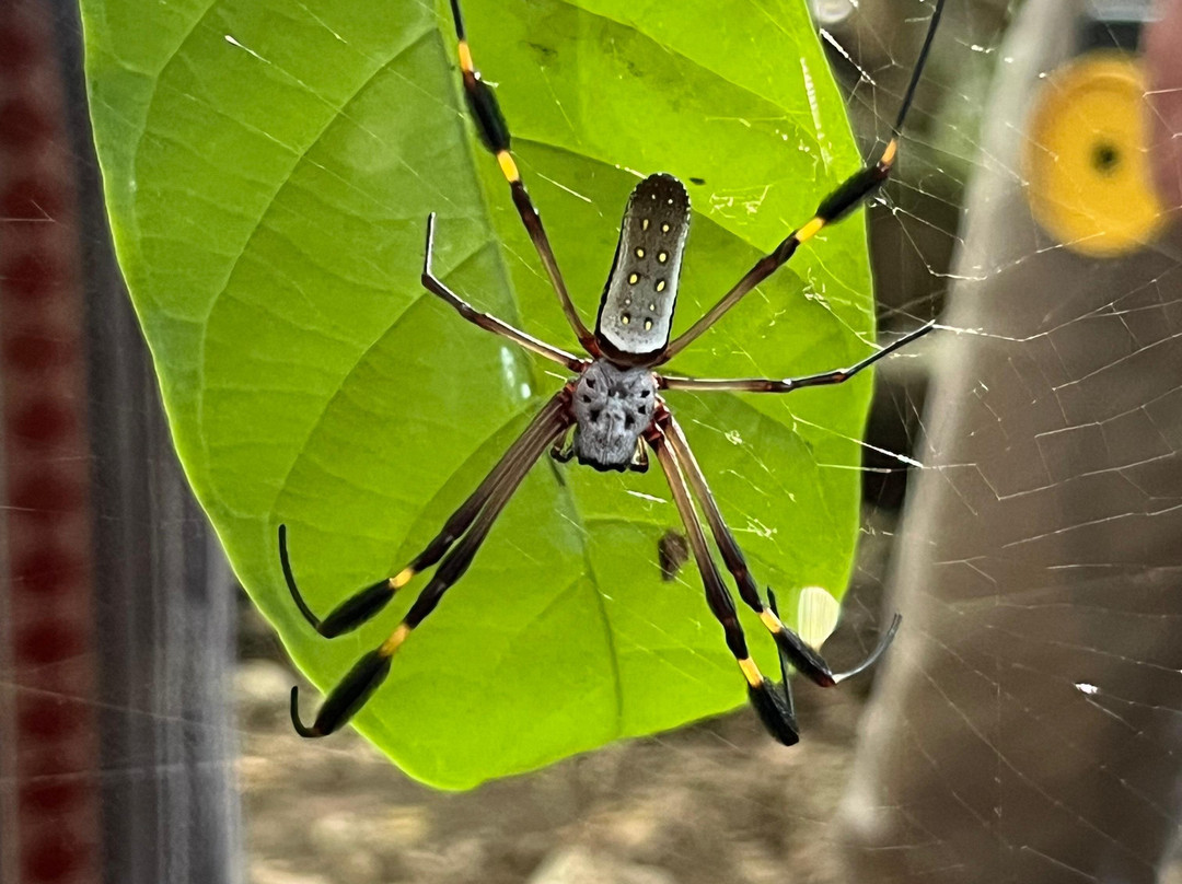 Osa Viva Tours-Puerto Jimenes必去景点
