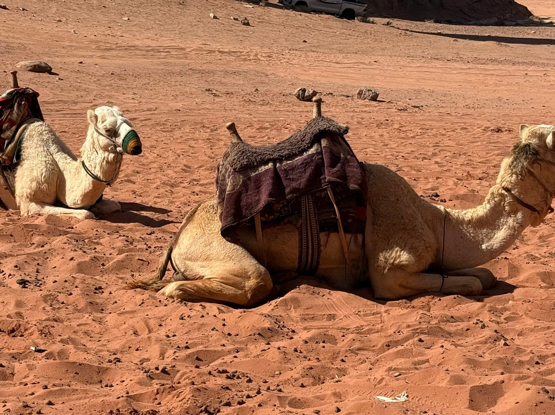 Atlas Tours-安曼必去景点