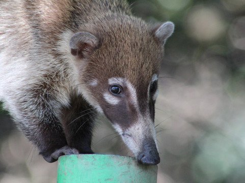 拉文塔博物馆公园-Villahermosa必去景点