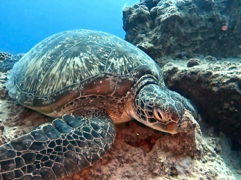 Diving World-大湾必去景点