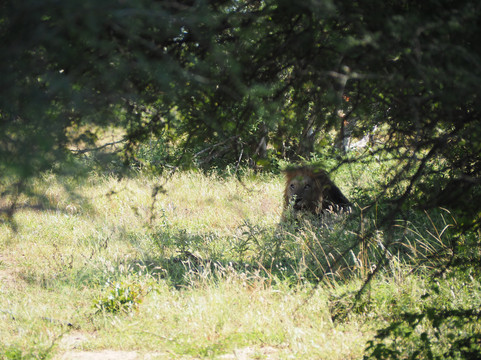 The Kruger Safari Co.-司库库札必去景点