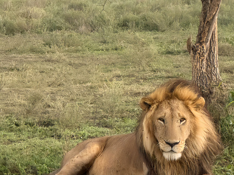 Savannah Explorers Limited-阿鲁沙必去景点