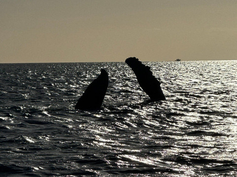 Maui Reef Adventures-毛伊岛必去景点