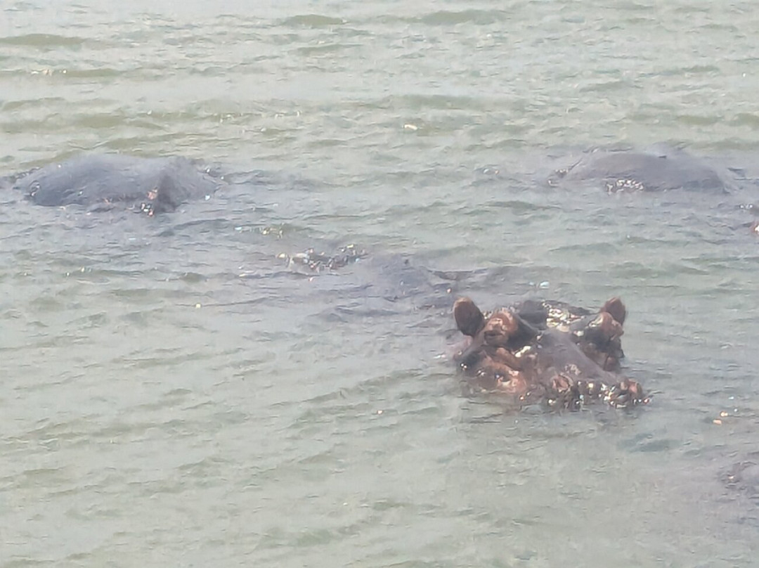 Shoreline Hippo and Croc Cruises-圣露西亚必去景点