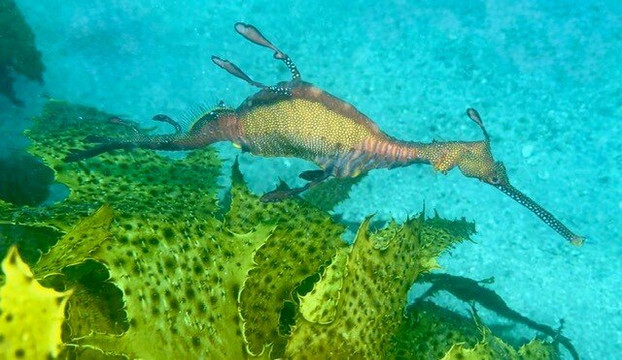 深海水肺潜水之旅-Ramsgate必去景点