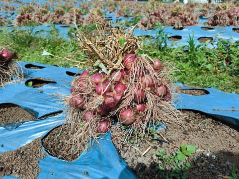 Padang Private Driver-巴东必去景点