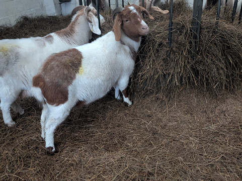 Cronkshaw Fold Farm-Rossendale必去景点