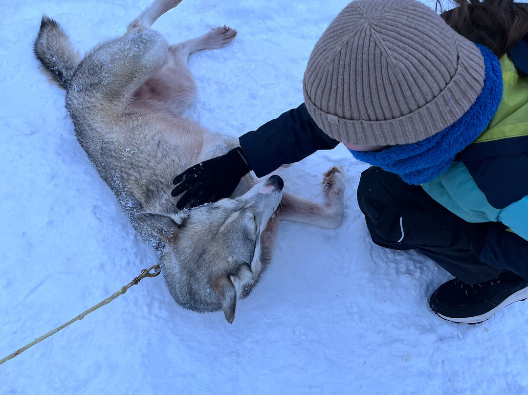 Tundra Huskies Huskyfarm-Levi必去景点