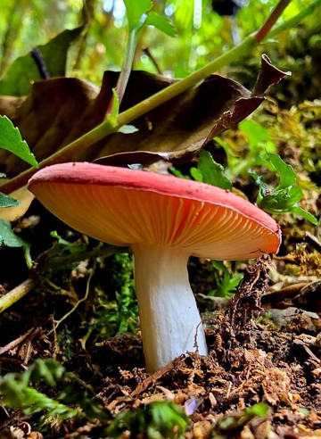 Highland Birds Tours-多塔圣赫拉多必去景点