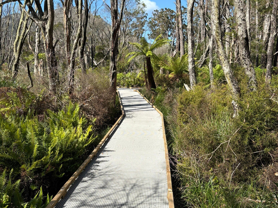 Lilly Pilly Gully-威尔逊岬国家公园必去景点