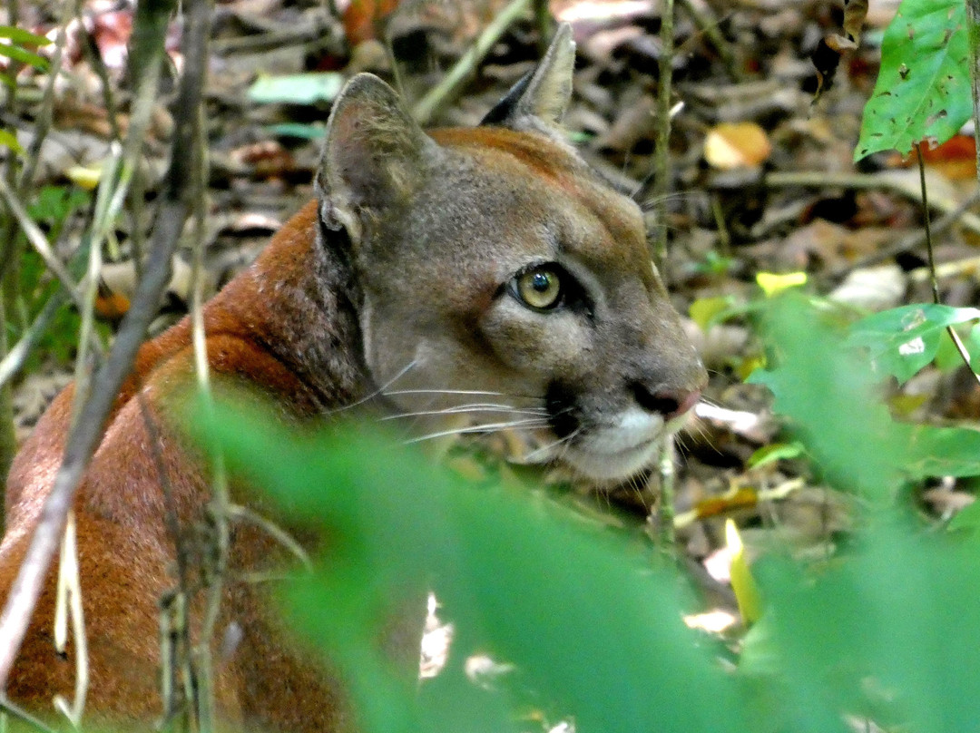 Picolina Tours-德雷克湾必去景点