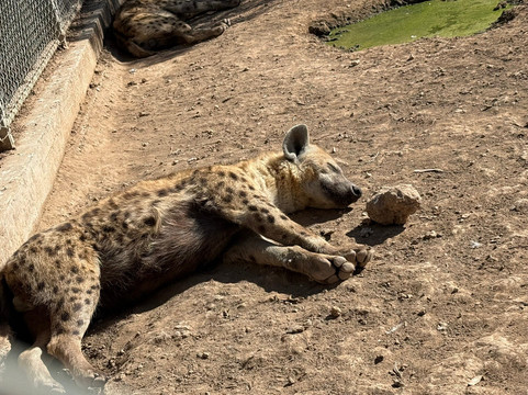 Melios Zoo-尼科西亚必去景点