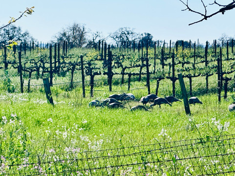 Joe Rodota Trail at Sonoma County Parks-Sebastopol必去景点