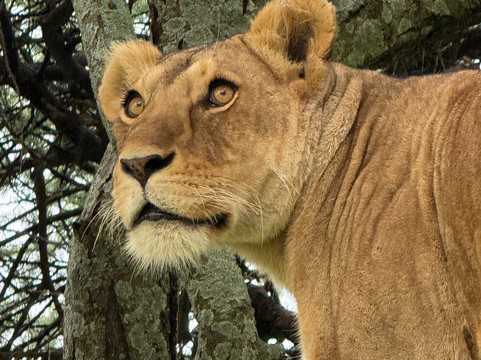 Safaris-R-Us-阿鲁沙必去景点