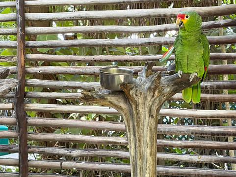 Croco Cun Zoo-从莫雷洛斯港必去景点