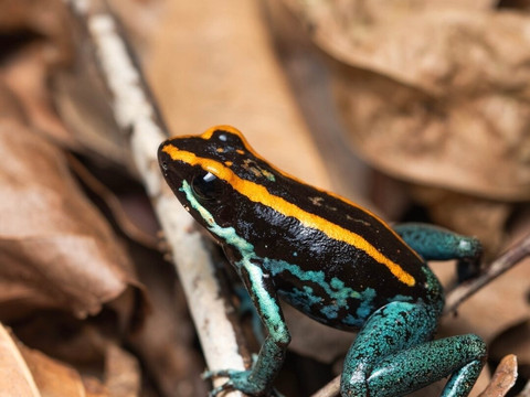 Sierpefrogs-Sierpe必去景点