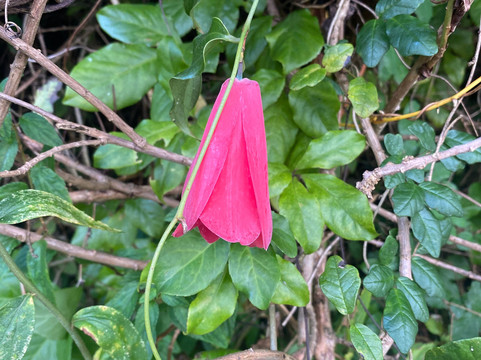 Rio Vivo-瓦尔迪维亚必去景点