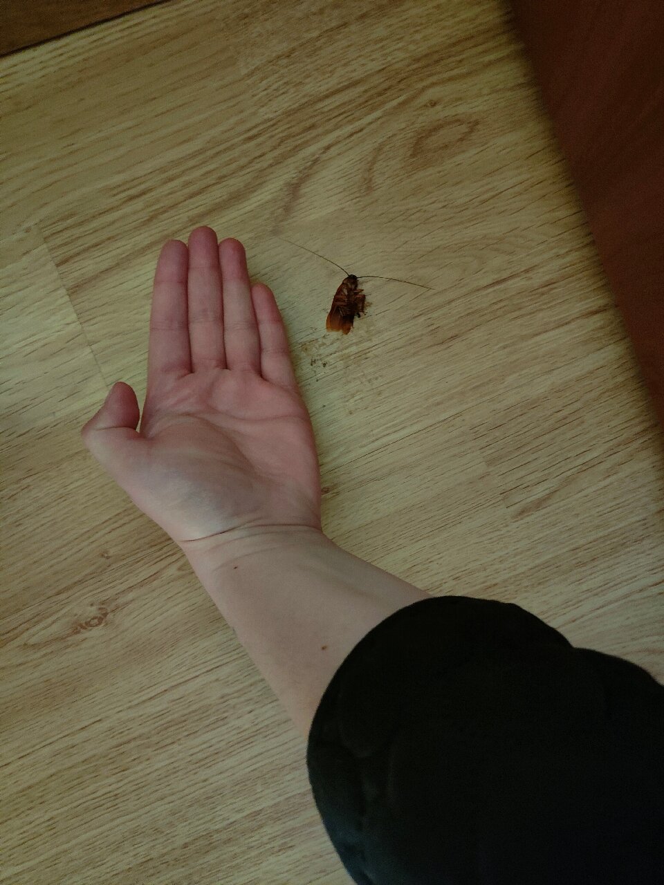 洛斯哈巴内罗斯酒店-官方