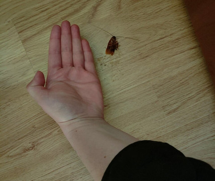 洛斯哈巴内罗斯酒店主图