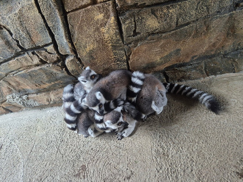 Lincoln Zoo-Newball必去景点